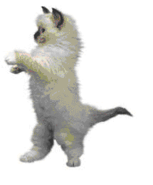 gifs-gato6-a&e