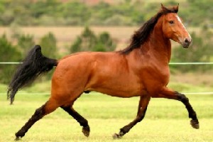 Sonhar com cavalo bravo - Simbolismo e Significado - Segredos do Sonho